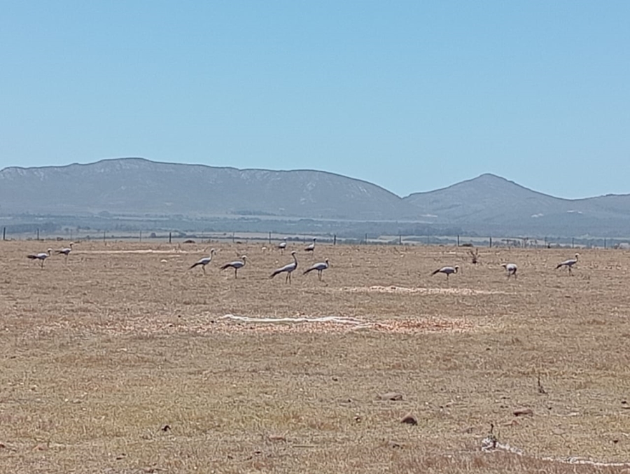 Commercial Property for Sale in Humansdorp Rural Eastern Cape